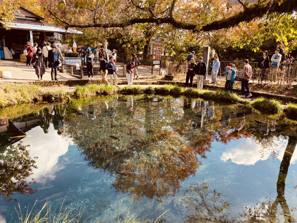 A beautiful pond with reflection of a big tree